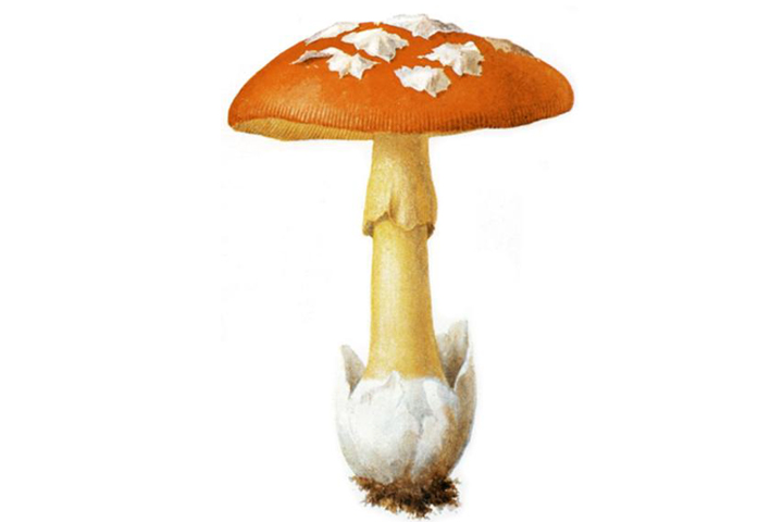 Ispettorato micologico